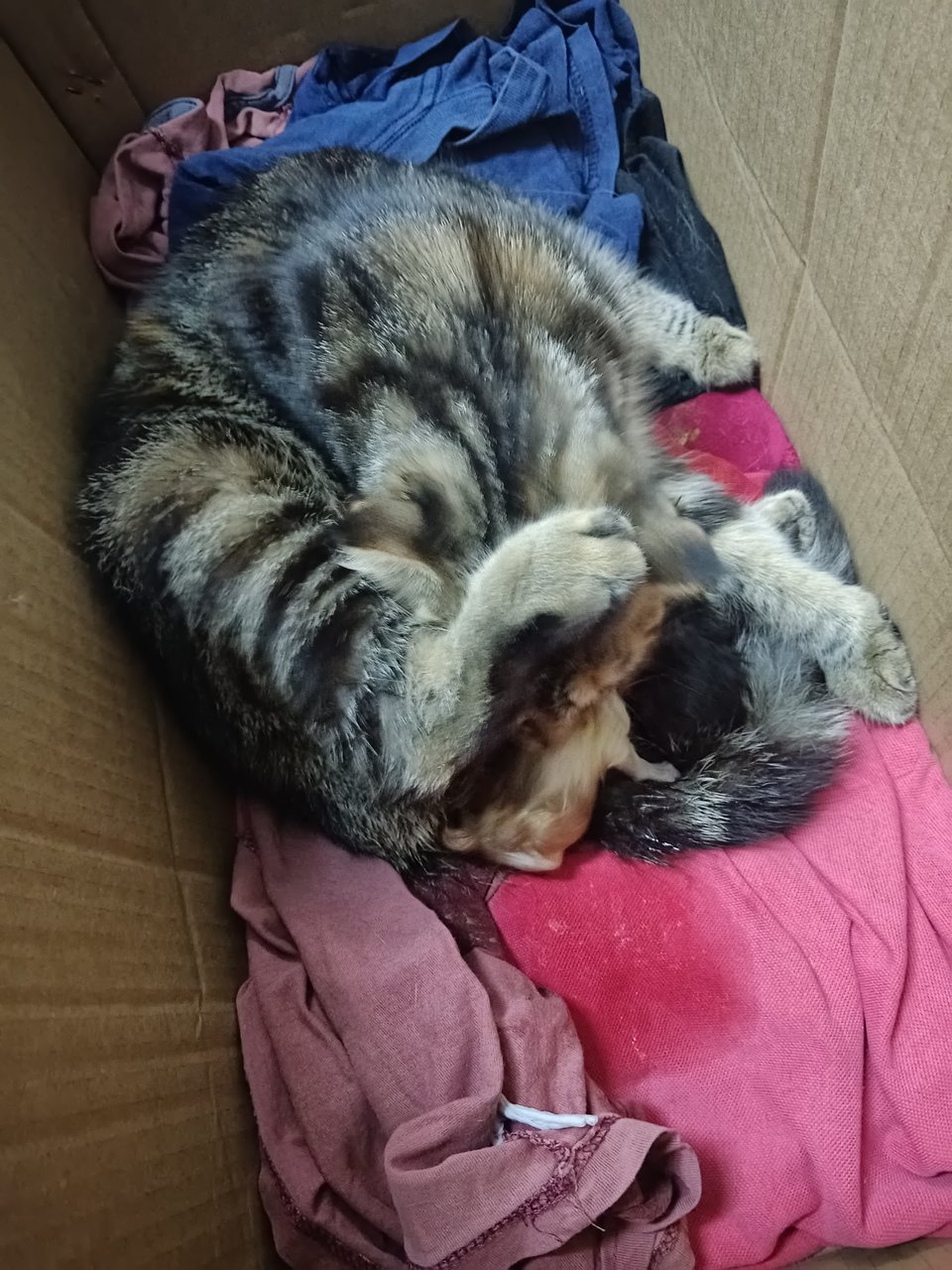 Rara - Domestic Short Hair + Scottish Fold Cat
