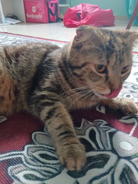 Rara - Domestic Short Hair + Scottish Fold Cat
