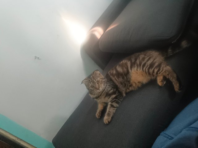 Rara - Domestic Short Hair + Scottish Fold Cat