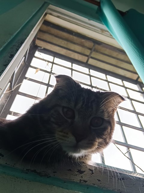 Rara - Domestic Short Hair + Scottish Fold Cat