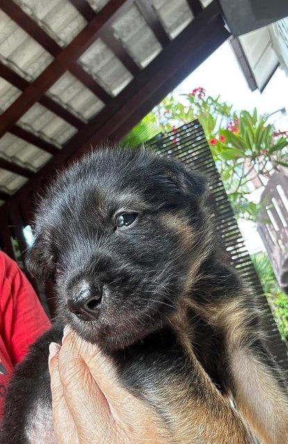 German Shepherd  1 Month Mixed - German Shepherd Dog Dog