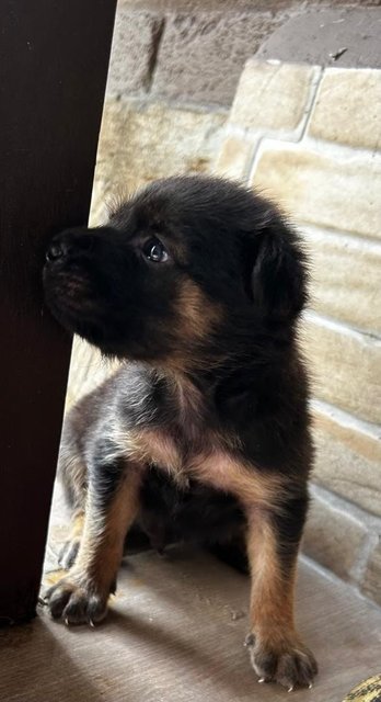 German Shepherd  1 Month Mixed - German Shepherd Dog Dog