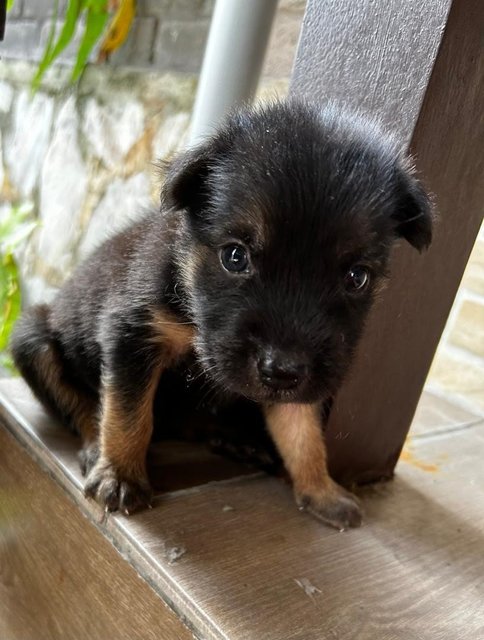 German Shepherd  1 Month Mixed - German Shepherd Dog Dog