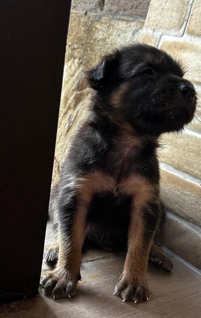 German Shepherd  1 Month Mixed - German Shepherd Dog Dog