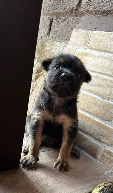 German Shepherd  1 Month Mixed - German Shepherd Dog Dog
