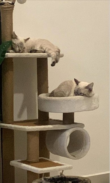 Timon &amp; Mocka - Siamese Cat
