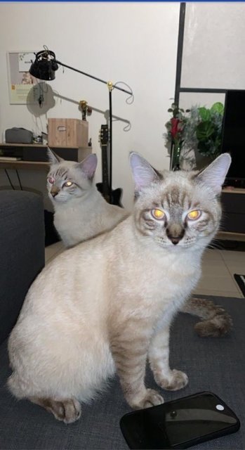 Timon &amp; Mocka - Siamese Cat