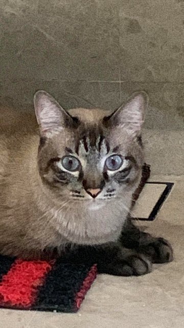 Timon &amp; Mocka - Siamese Cat