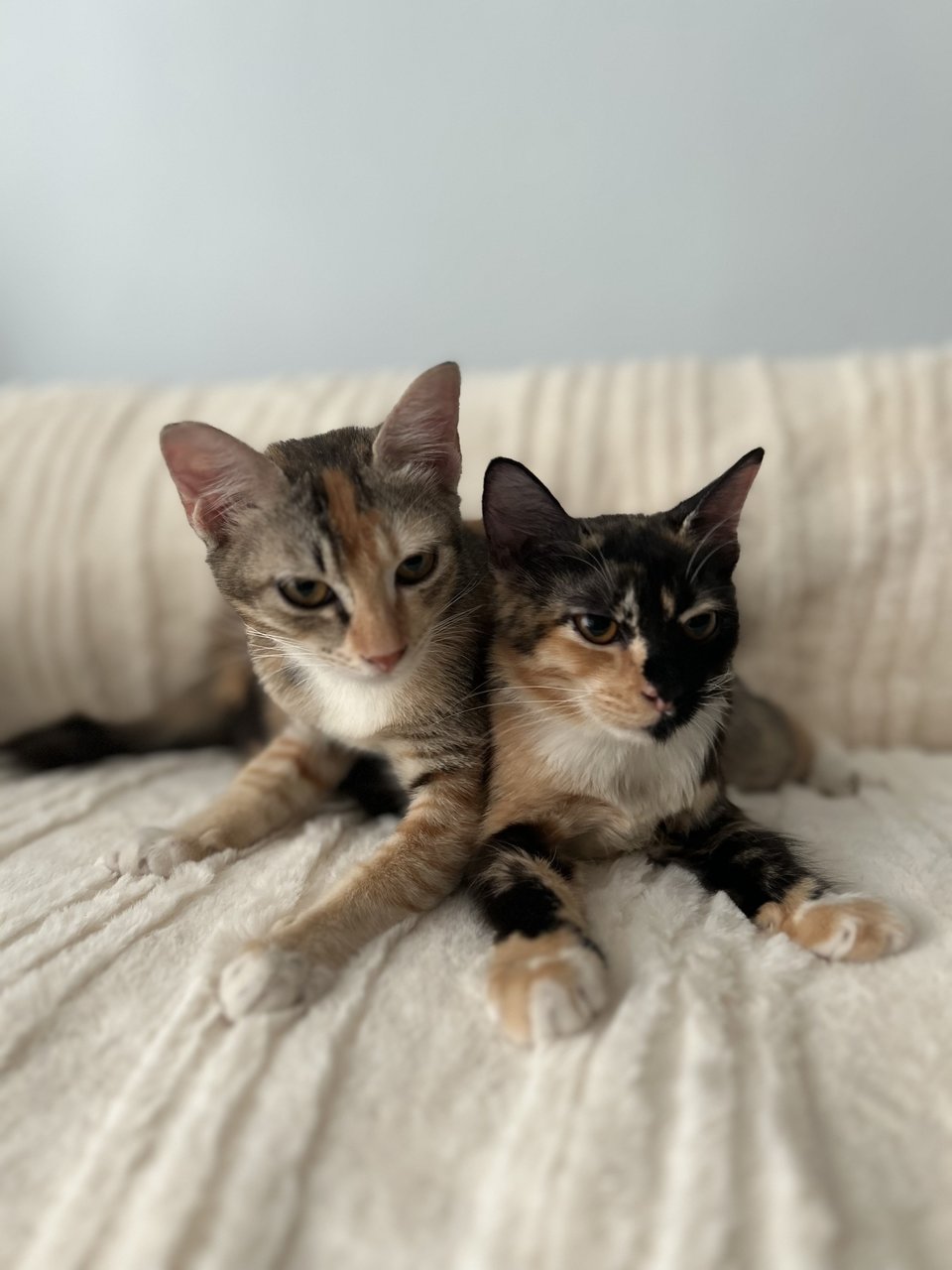 Kiwi &amp; Lemon - Calico Cat