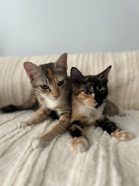 Kiwi &amp; Lemon - Calico Cat