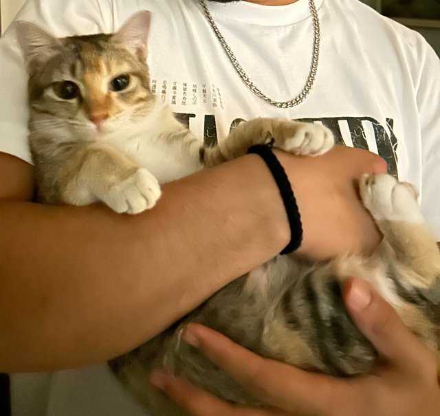 Kiwi &amp; Lemon - Calico Cat