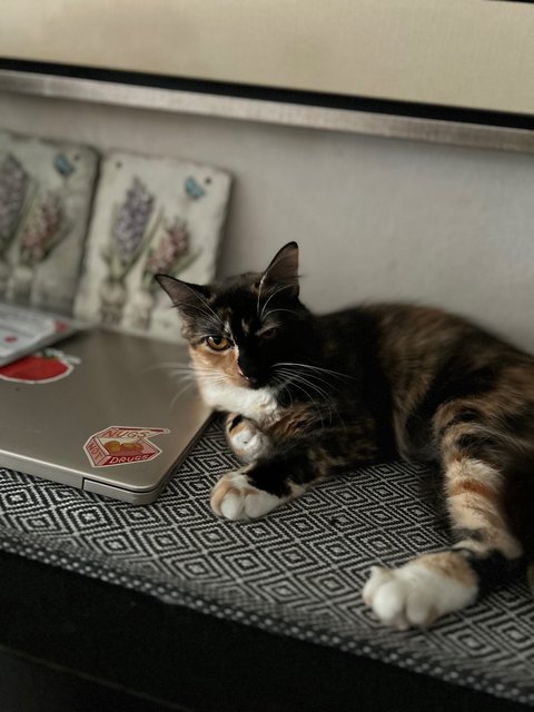 Kiwi &amp; Lemon - Calico Cat