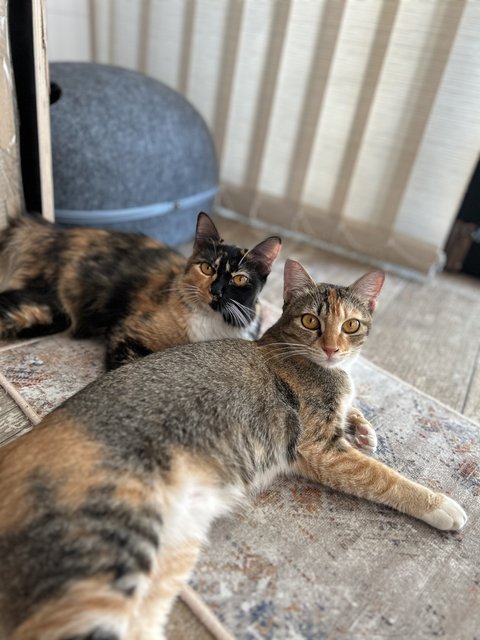 Kiwi &amp; Lemon - Calico Cat