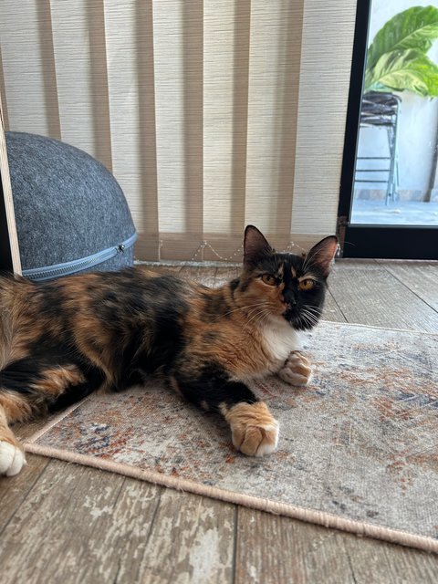 Kiwi &amp; Lemon - Calico Cat