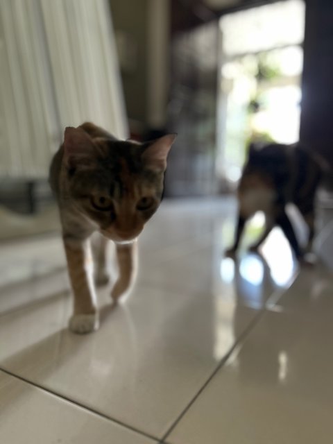 Kiwi &amp; Lemon - Calico Cat