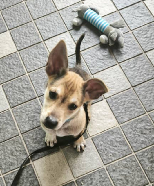 Foxy - Mixed Breed Dog