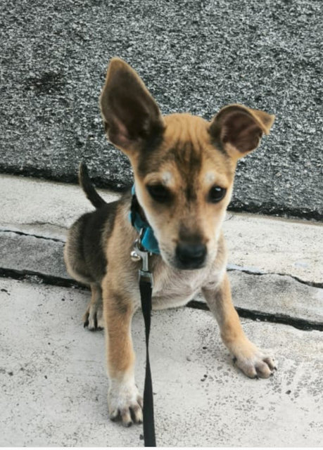 Foxy - Mixed Breed Dog