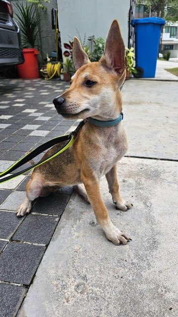 Foxy - Mixed Breed Dog