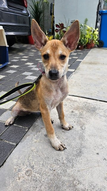 Foxy - Mixed Breed Dog