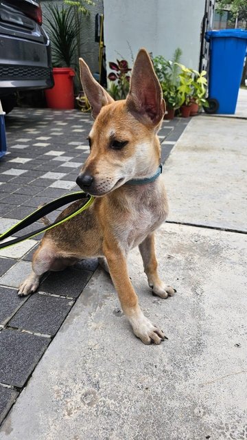 Foxy - Mixed Breed Dog