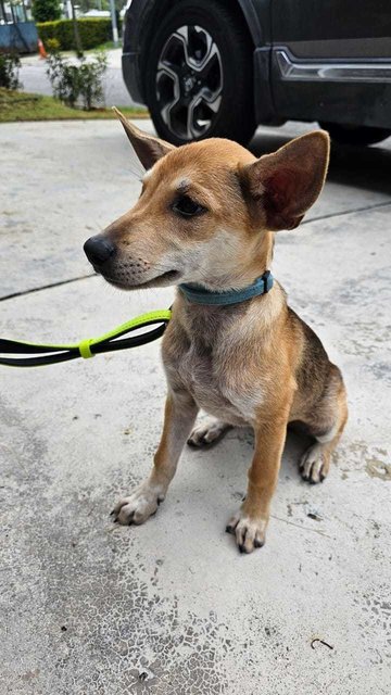 Foxy - Mixed Breed Dog