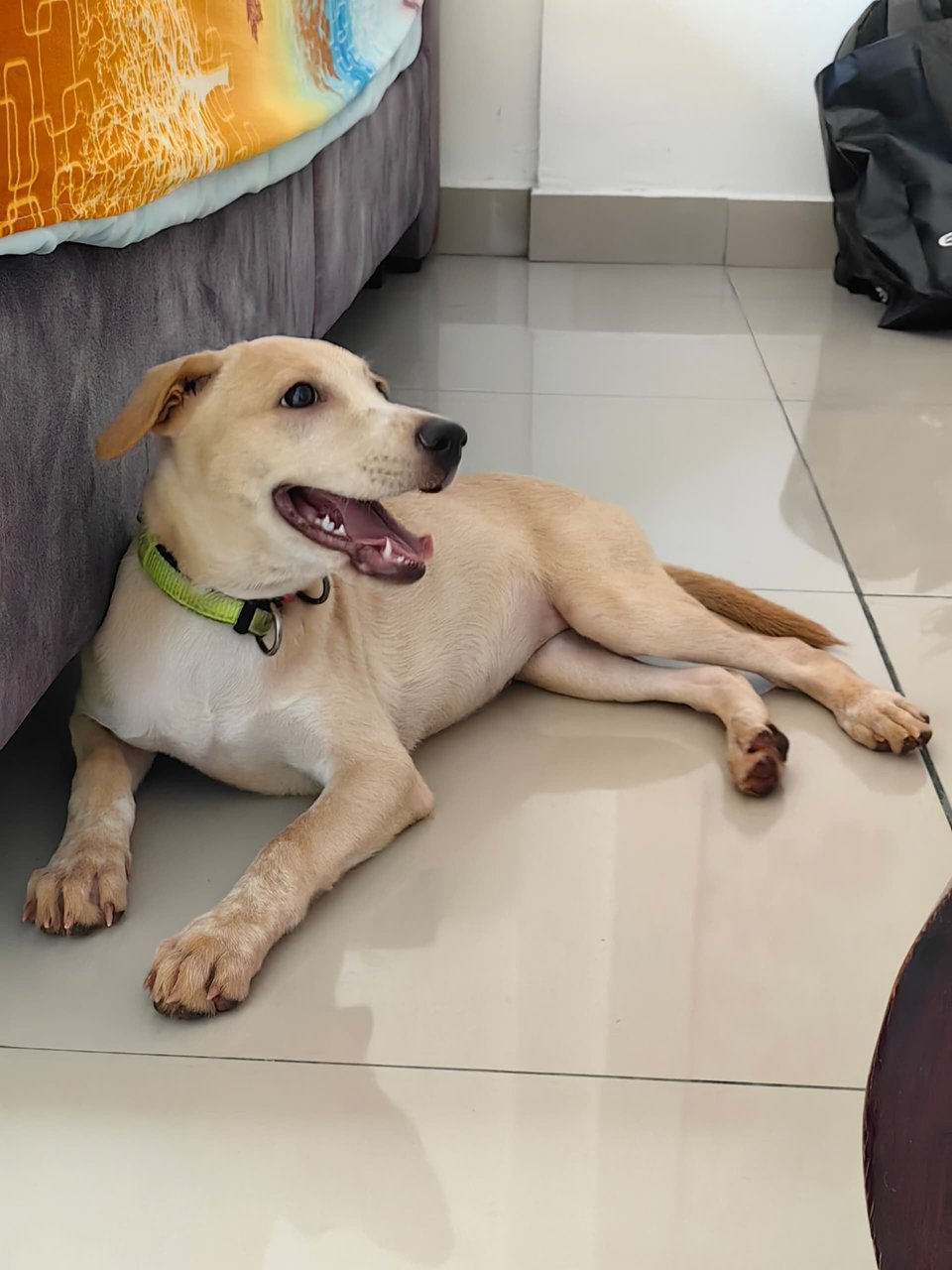 Starling - Mixed Breed Dog
