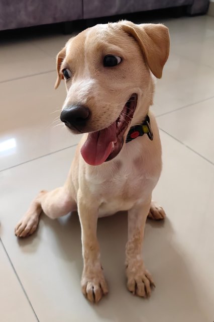 Starling - Mixed Breed Dog