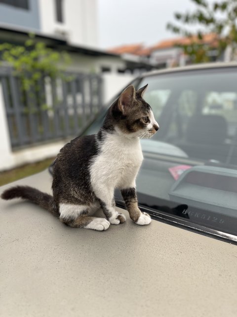 Robbie &amp; Nico  - Domestic Short Hair Cat