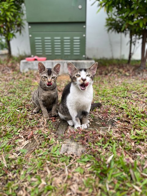 Robbie &amp; Nico  - Domestic Short Hair Cat