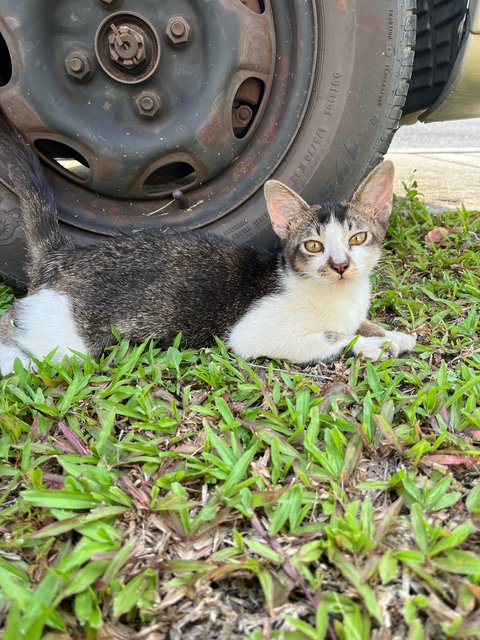 Robbie &amp; Nico  - Domestic Short Hair Cat