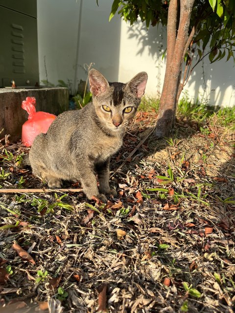 Robbie &amp; Nico  - Domestic Short Hair Cat