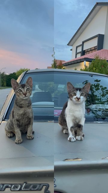 Robbie &amp; Nico  - Domestic Short Hair Cat