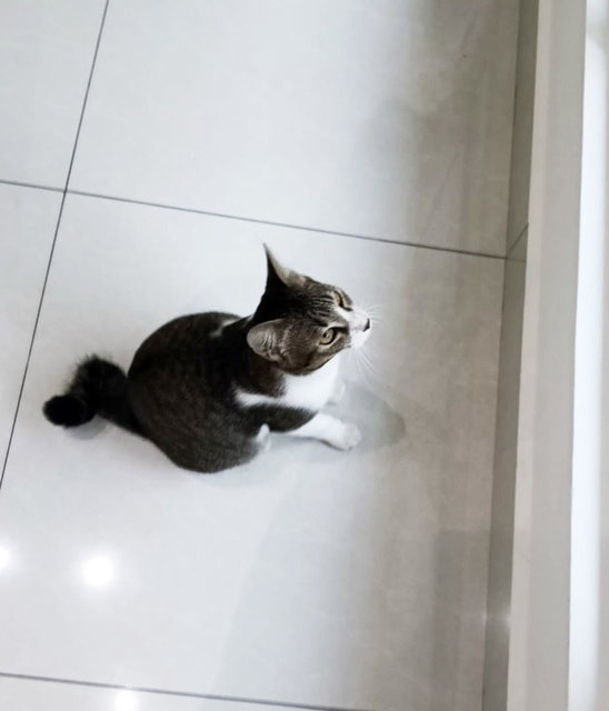 Whiskers - Domestic Short Hair Cat