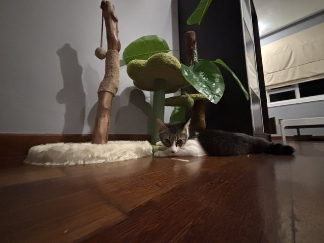 Whiskers - Domestic Short Hair Cat