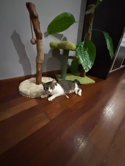 Whiskers - Domestic Short Hair Cat
