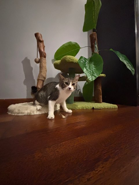 Whiskers - Domestic Short Hair Cat