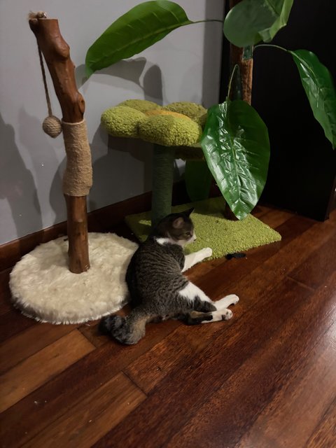 Whiskers - Domestic Short Hair Cat
