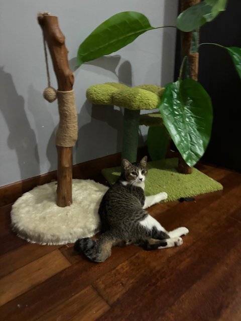 Whiskers - Domestic Short Hair Cat
