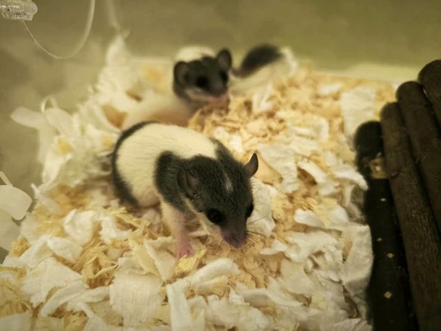 Dormouse - Mouse Small & Furry