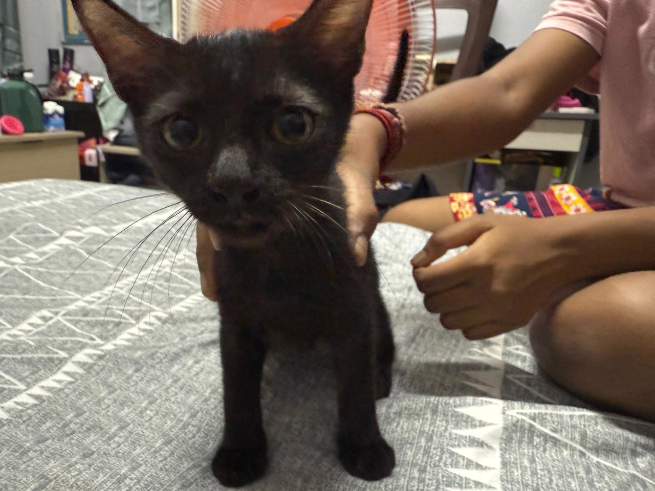 Dragon - Domestic Short Hair Cat