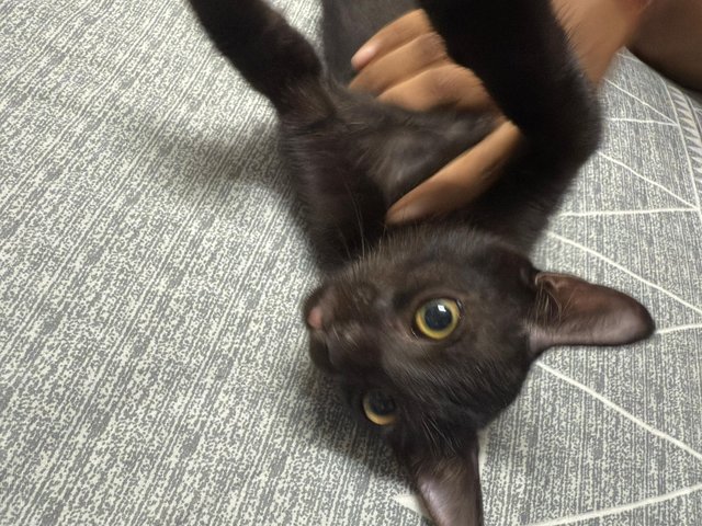 Dragon - Domestic Short Hair Cat
