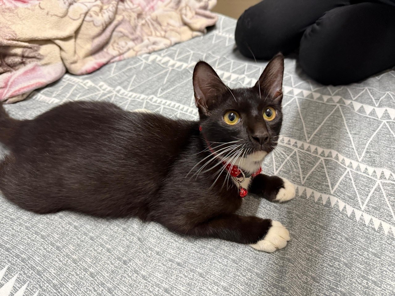 Scar (Tuxedo Cat) - Tuxedo + Domestic Short Hair Cat