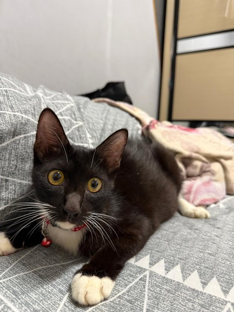 Scar (Tuxedo Cat) - Tuxedo + Domestic Short Hair Cat