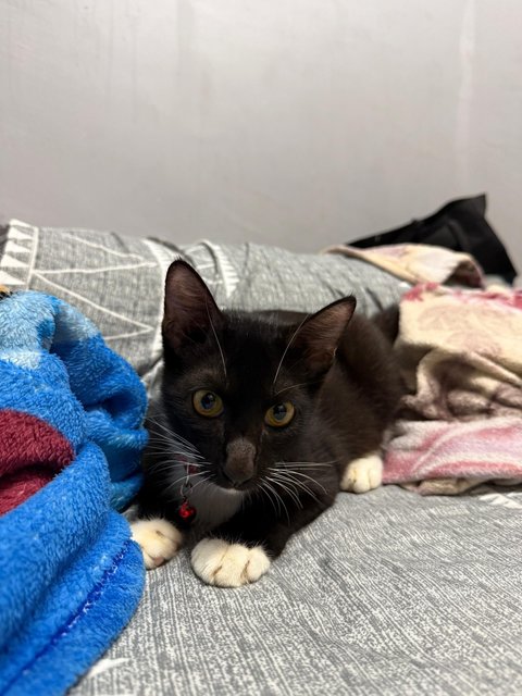 Scar (Tuxedo Cat) - Tuxedo + Domestic Short Hair Cat