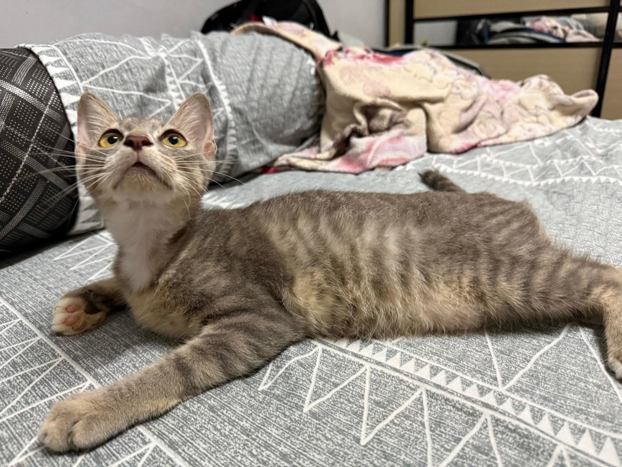 Takka - Domestic Short Hair + Silver Cat