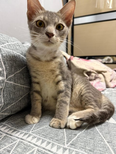 Takka - Domestic Short Hair + Silver Cat
