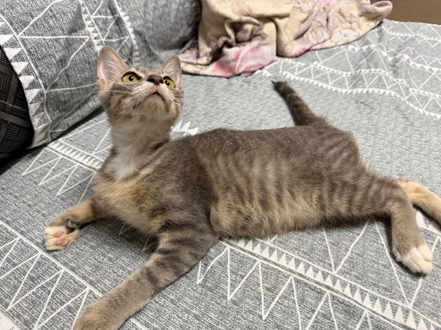 Takka - Domestic Short Hair + Silver Cat