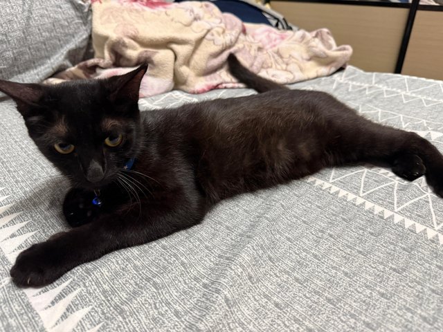 Blackie - Domestic Short Hair Cat