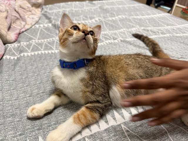 Leah - Domestic Short Hair + Calico Cat