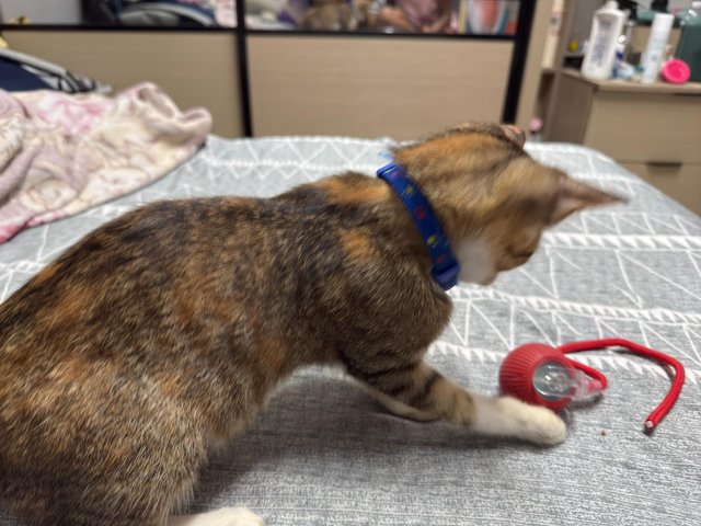 Leah - Domestic Short Hair + Calico Cat
